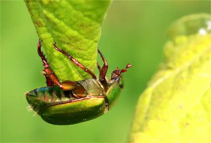 铜绿丽金龟的家园