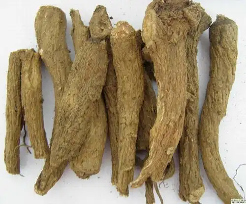 药材云木香批发