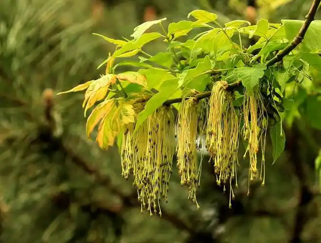 8公分金叶复叶槭价格偏低,出售量不大_花木