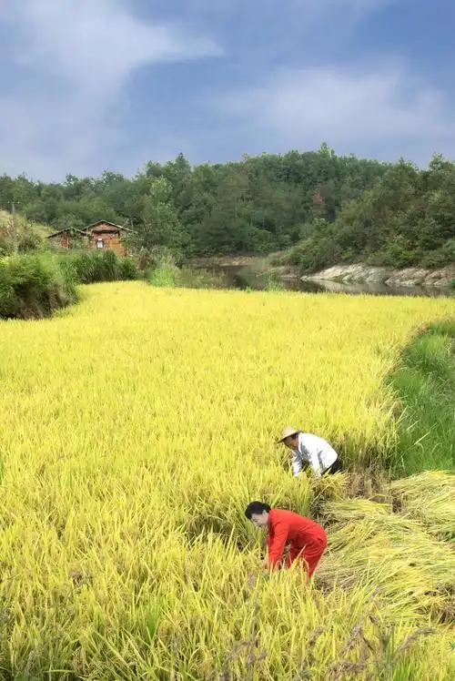那真实的劳动场景,才能激发我们的灵感,使我们创作出具有生活气息的