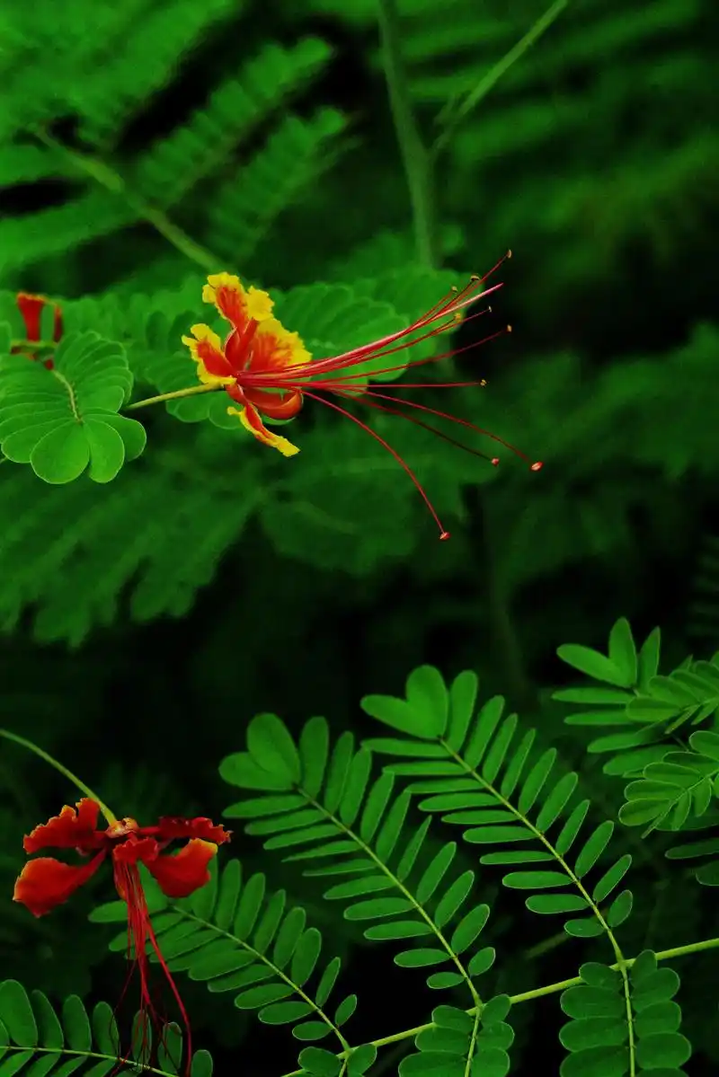凤凰花 金凤花的花语为智慧,象征着坚韧,具有超乎寻常的智慧. - 抖音