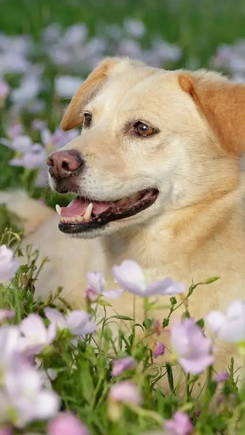 狗在花丛中,春天 iphone 壁纸