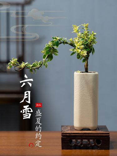 六月雪盆景悬崖式老桩办公室绿植桌面好养小盆栽植物室内摆件禅意