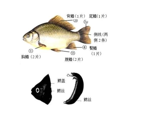 为便于大家辨识,先通过两张图片初步认识下鱼的各部位名称