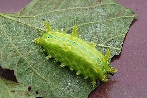 毛辣子虫蛰了怎么办