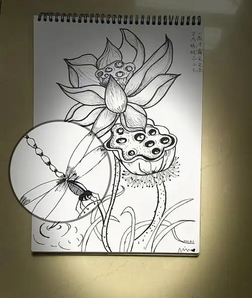 荷花莲蓬蜻蜓临摹针管笔