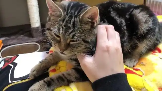 猫咪跑到主人怀里撒娇,这小眼神都快把我萌翻了,真想把它带回家!