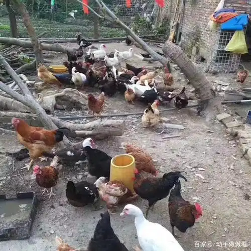 就这点鸡鸭,每天都有土鸡,土鸭,土鸡蛋出售,都不会售罄的吗?