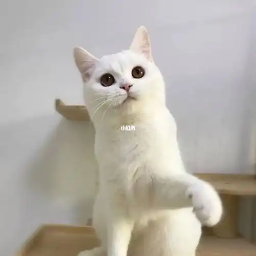 上海市猫舍银渐层借配配种银点纯白色英短