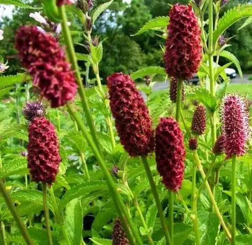 地榆是一种什么样的植物