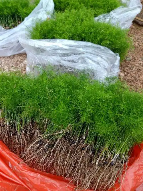 文竹福建铁杆文竹幼苗苗圃包邮直发