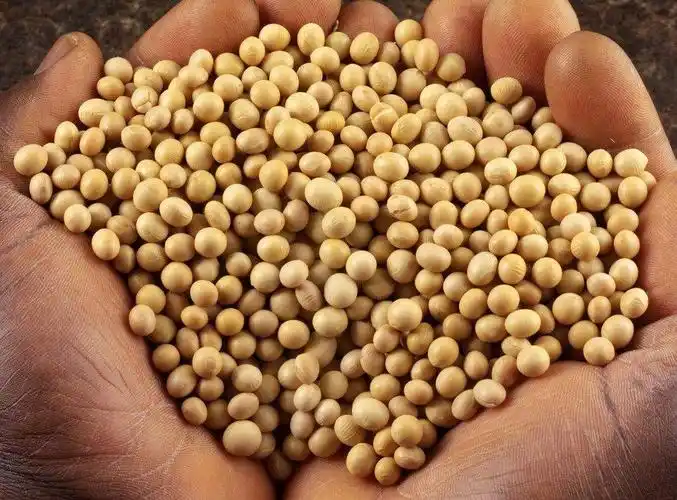 豆子的种类24种豆类杂粮大全