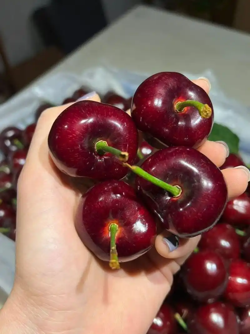 90俄罗斯8号大樱桃,从俄罗斯9396引近中国种植已经将近二十来