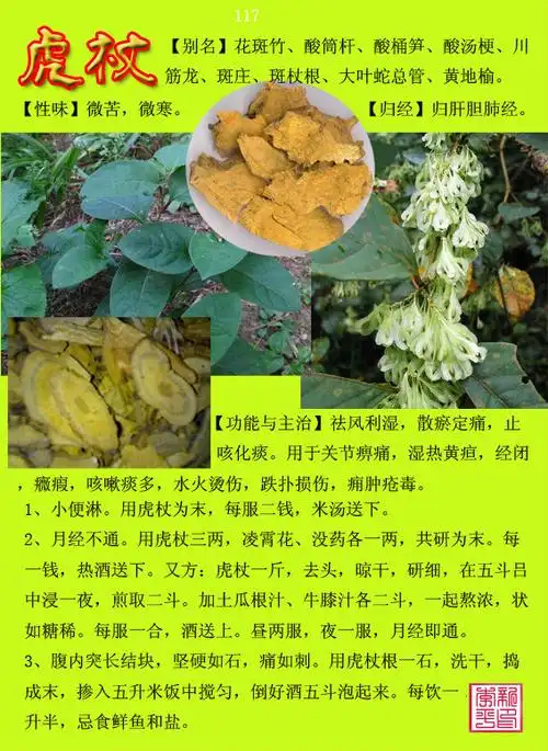 中草药300种图谱