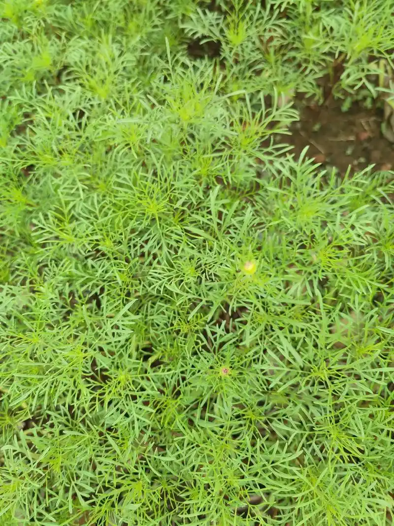 记录美好瞬间 #格桑花的成长过程 薰衣草,格桑花,向日葵的 - 抖音