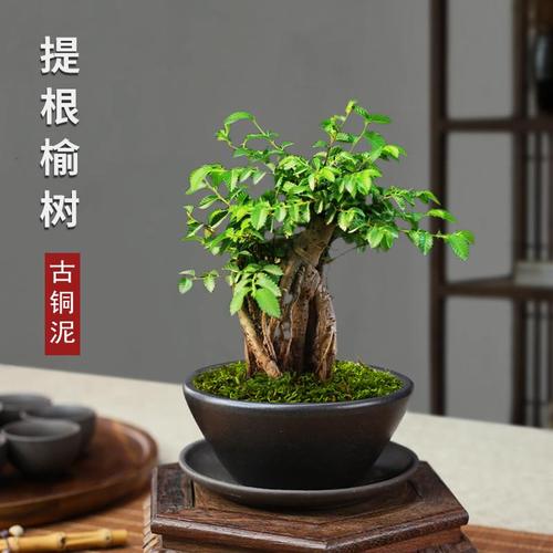 提根榆树盆景小叶榔榆桌面微型盆景室内好养绿植书房茶桌禅意盆栽