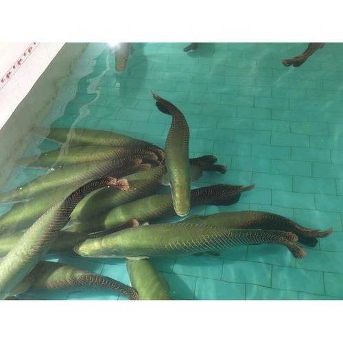 巨骨舌鱼海象红尾巴鱼猛鱼热带鱼 渔场直销各大尺寸请联系客服