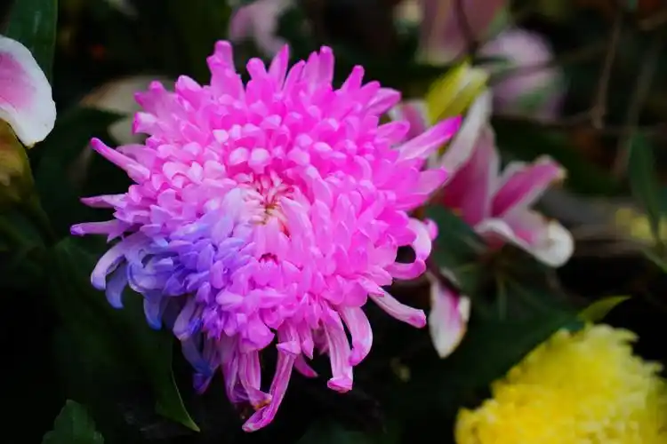 七彩菊花竞颜古都开封