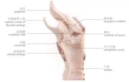 喉(矢状切面)-人体系统解剖学实物-医学
