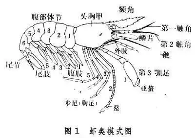 虾的结构示意图纸张:普通生宣纸即可中号羊毫笔,一得阁墨水,笔洗
