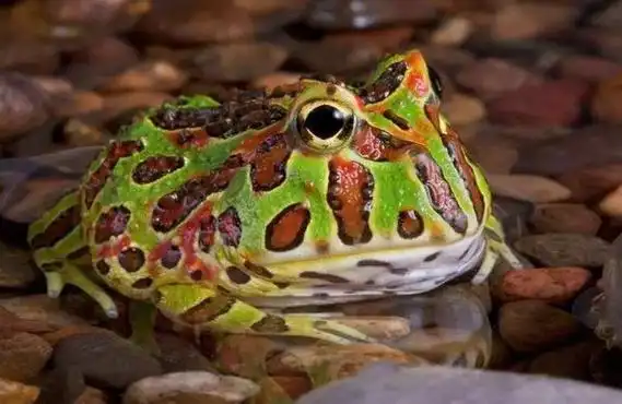 角蛙会叫吗成年蛙会.幼蛙基本不叫.