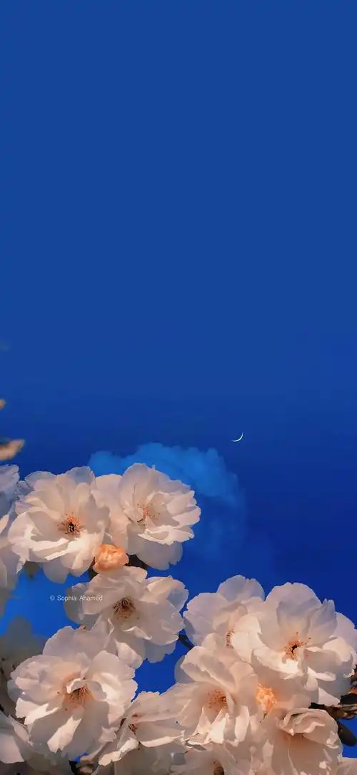 超好看超可爱超仙的壁纸图片(壁纸少女心可爱超仙紫色系)-天晟网