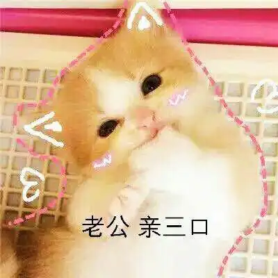 老公 - 猫咪撒娇卖萌表情包_喵咪_喵星人_怂_萌萌哒表情老婆 - 猫咪