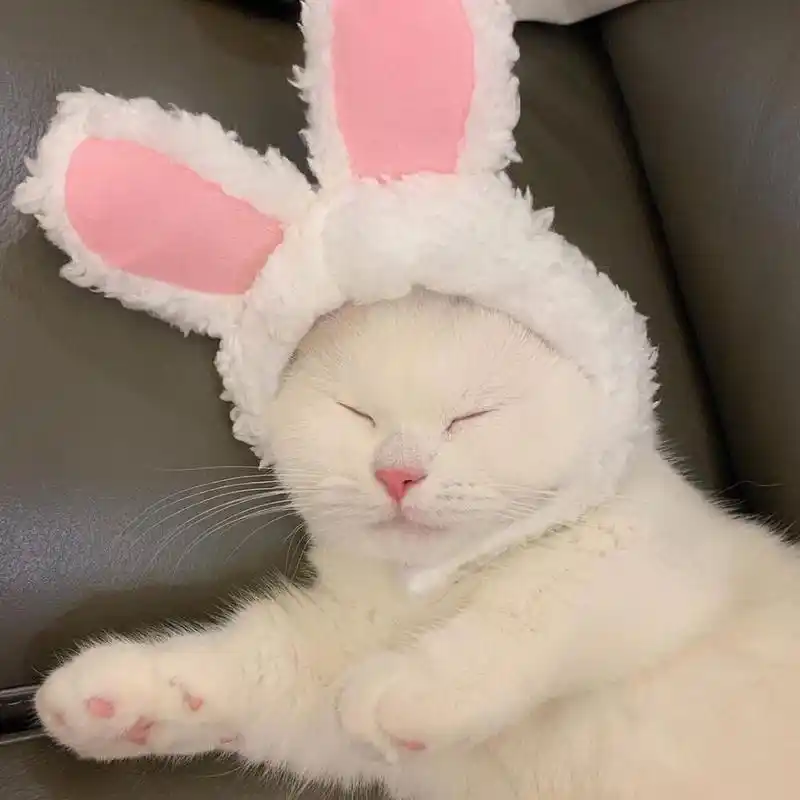 ins自截头像猫咪头像猫猫头像