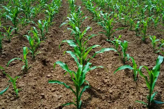 玉米苗图片