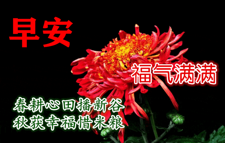 最新早上好表情图片大全早安祝福动态图片问候语