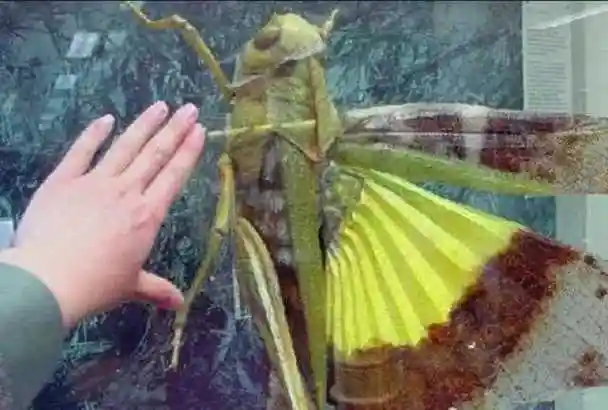 这只蝗虫的尸体交给了某位专家进行研究,专家表示研究时间长短不一定