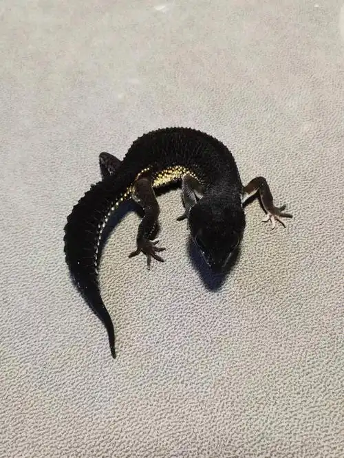 黑夜豹纹守宫  #豹纹守宫  #守宫  #笔记灵感