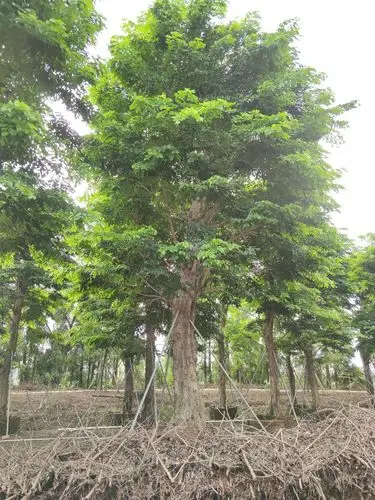 904基地直销 印度紫檀 30-50cm大树假植苗 紫檀木