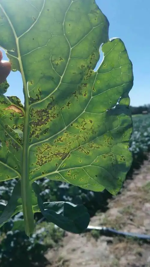 看看菜花是什么病,怎么防治?