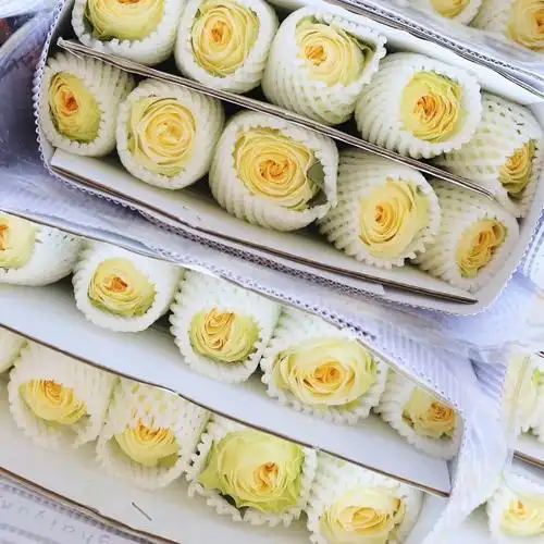 ab级品牌基地欢乐颂微光骄傲迪瑞特高原红色玫瑰云南昆明新鲜切花