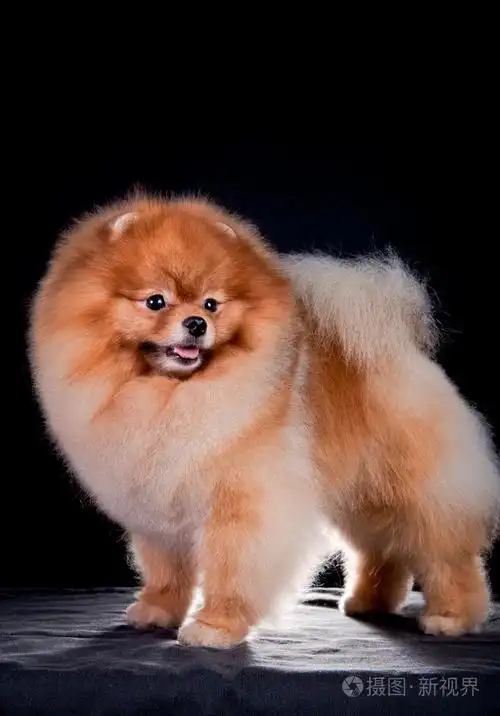 德国的斯皮茨狗繁殖博美犬