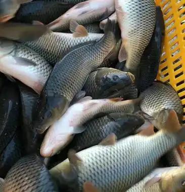 [鲤鱼批发]水库淡水鲤鱼成品鱼销售价格6.00元/斤 - 一亩田