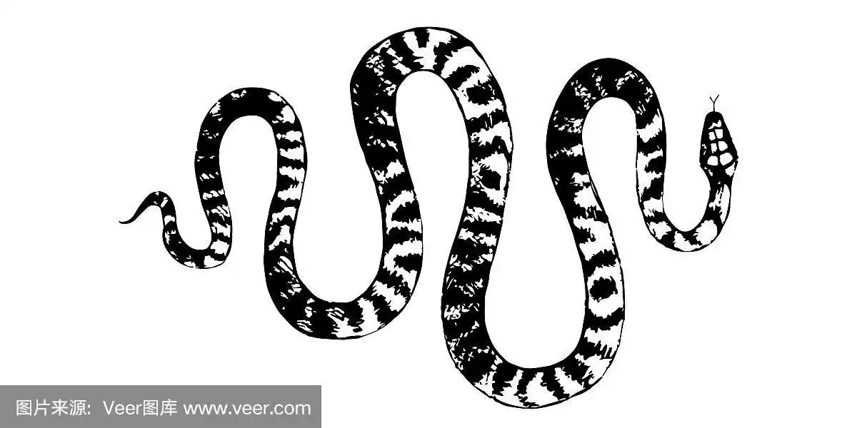 矢量蛇铅笔画,复古风格黑白图形,毒蛇,巨蟒