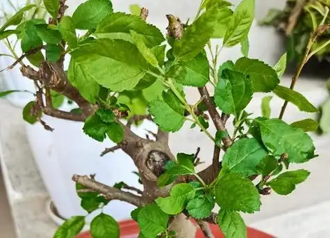 海棠不开花是什么原因