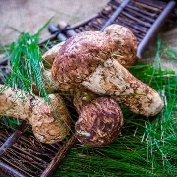 顺丰包邮 香格里拉野生鲜松茸半开伞 12厘米-14厘米 500g