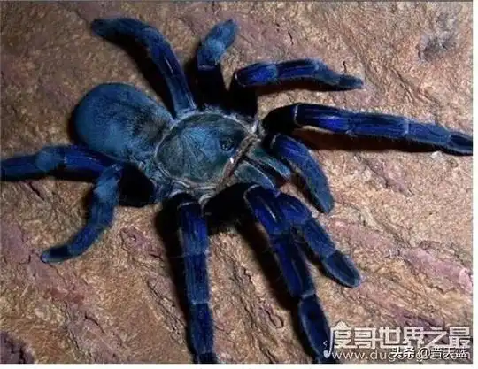 巨蜘蛛 巨蜘蛛吃恐龙(图8)