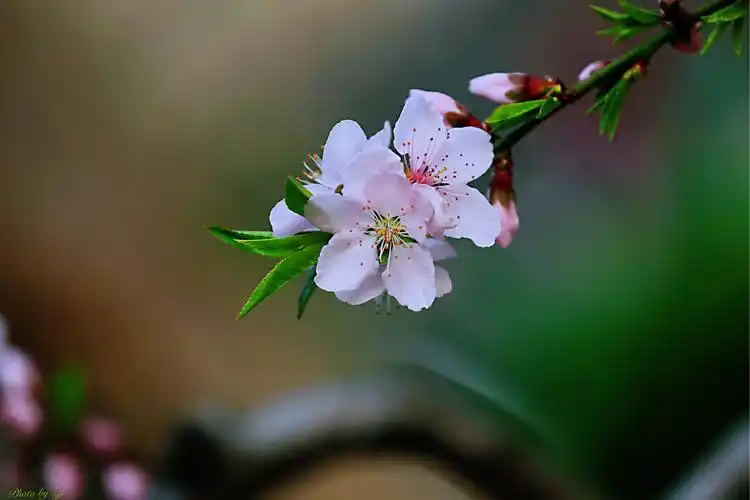 三月桃花朵朵开