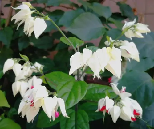 请欣赏龙吐珠花