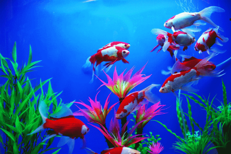 5)一晒到底抢楼专帖 - 第27页 - 活动专区 - 龙巅锦鲤鱼