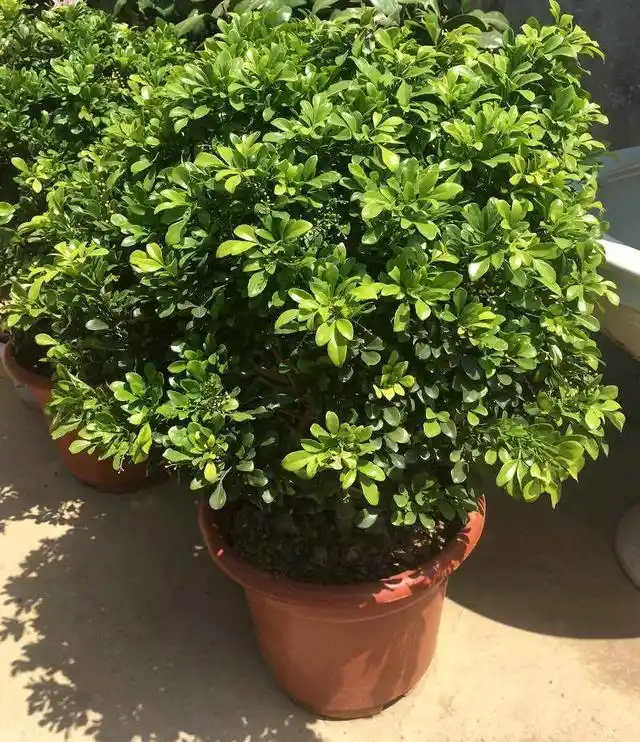 米兰花怎么养家庭养法(米兰花怎么养才愿意开花)