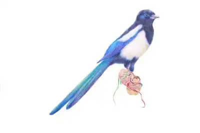 彩铅动物-喜鹊(作者:麦小朵)
