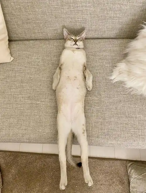 "我养的猫,睡得像头猪一样"