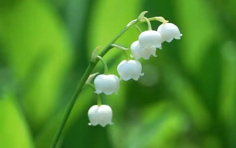 铃兰花图片桌面壁纸2020