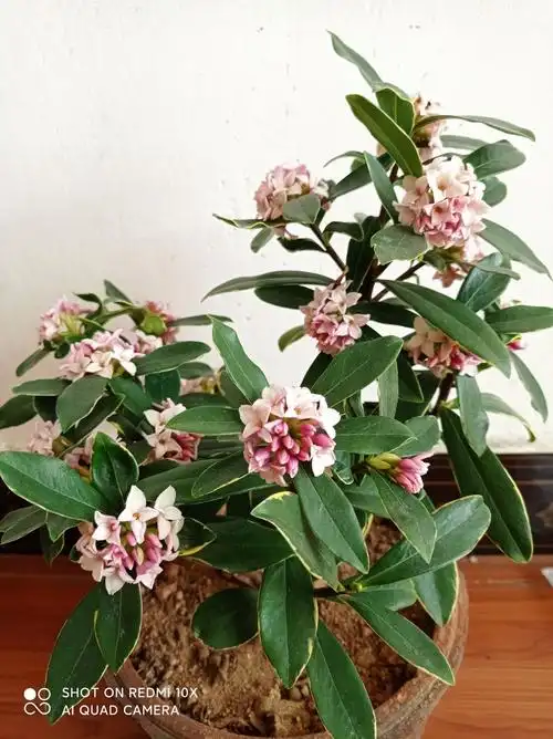 花香味浓的植物,有的人觉得香,有的人觉得臭