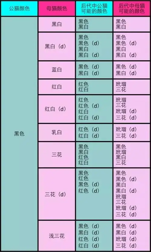 猫咪繁育配色表3:纯色公与双色母或三花